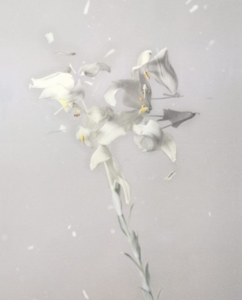 Fragile Land, Lilium Candidum P01