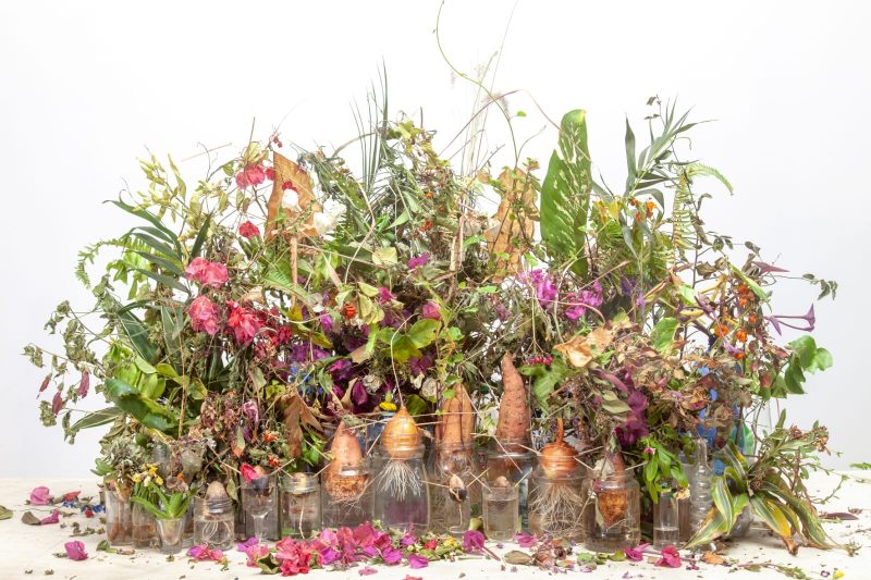 Growing a Garden for an Unknown Lover